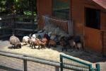 2013 07 06 beauval 207